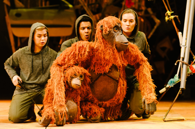 Frank, baby Orangutan and Mani (with Darcy Collins Fred Davis and Romina Hytten)