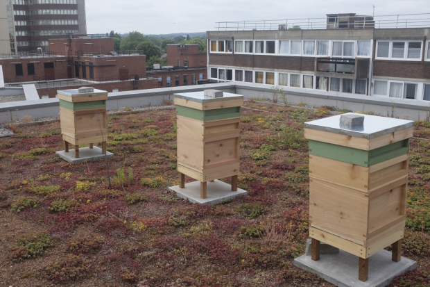 Newly installed beehives at the Lyric Hammersmith