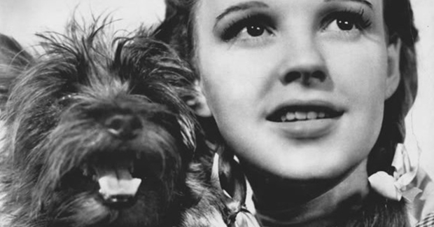 Canine performer Terry as Toto with Judy Garland 