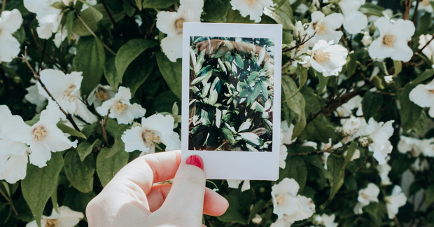 Person holding instant polaroid photograph in front of bush 