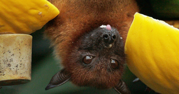 A bat with some fruit