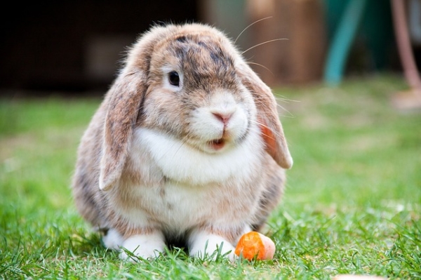 A budding hop star