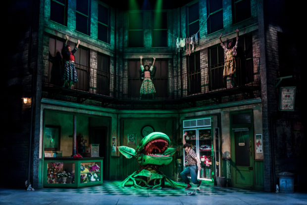 Company of Little Shop of Horrors